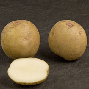 Spunta Potato Seeds image