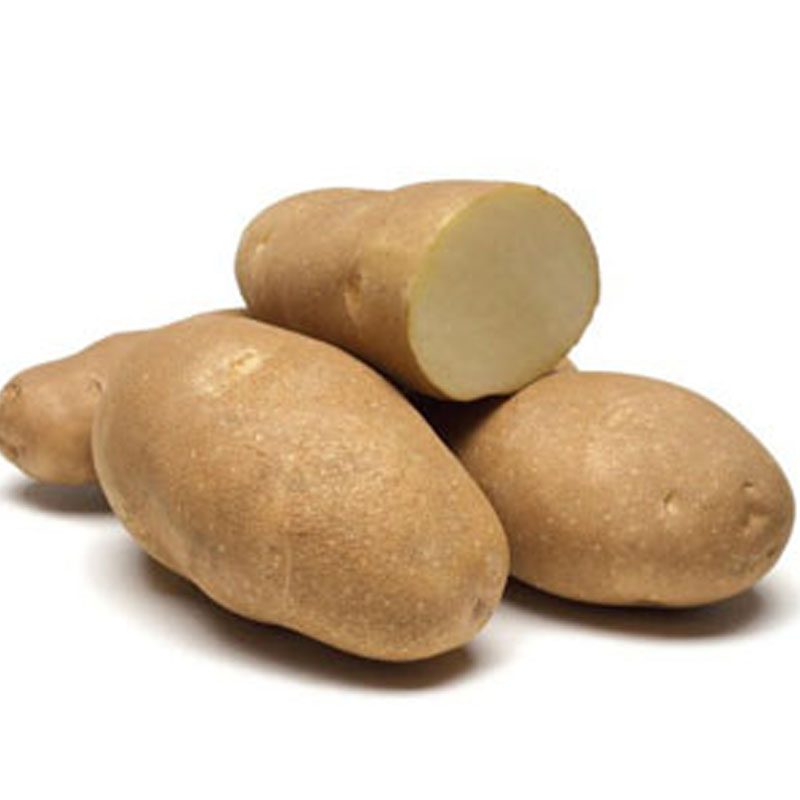 Ranger Russet Potato Seeds image
