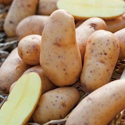 Spunta Potato Seeds image
